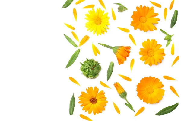 Goudsbloem Met Groen Blad Geïsoleerd Witte Achtergrond Calendula Bloem Bovenaanzicht — Stockfoto