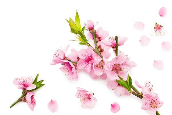 Персикові Квіти Ізольовані Білому Тлі Весняні Квіти Вид Зверху — стокове фото