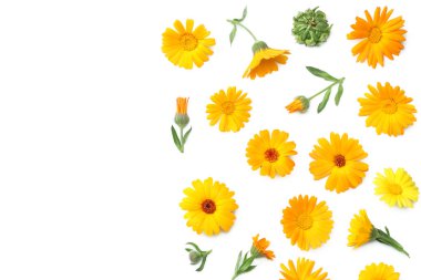 Beyaz arka planda izole edilmiş kadife çiçekleri. Calendula çiçeği. en üstteki görünüm