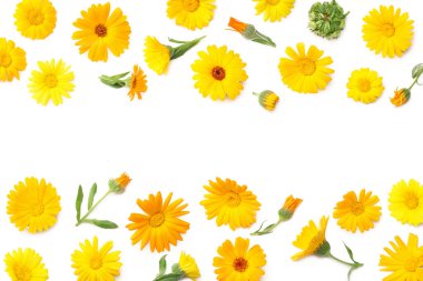 Beyaz arka planda izole edilmiş kadife çiçekleri. Calendula çiçeği. en üstteki görünüm