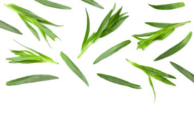 Tarhun yaprakları beyaz arkaplanda yalıtılmış. Artemisia dracunculus. en üstteki görünüm