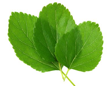 Dut yaprakları beyaz arka planda izole. en üstteki görünüm