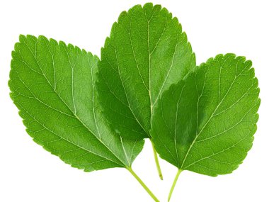 Dut yaprakları beyaz arka planda izole. en üstteki görünüm