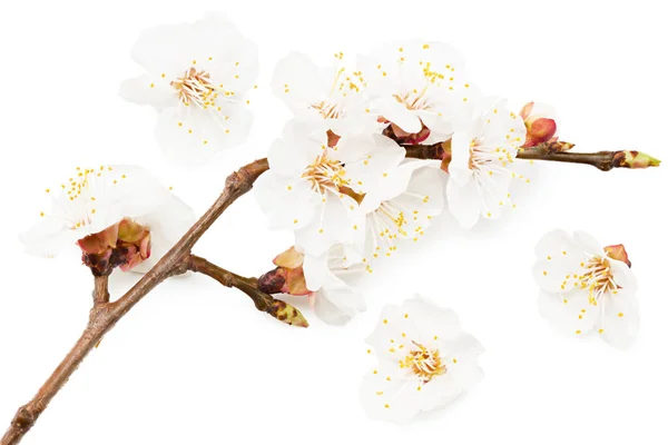 Білі Квіти Цвітуть Ізольовані Білому Тлі Вишнева Квітка — стокове фото