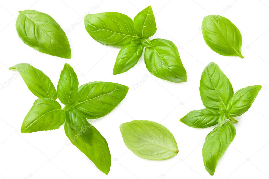 basil leaves isolated on a white background. top view