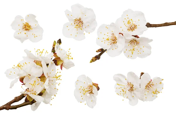 Λευκά Άνθη Ανθίζουν Απομονωμένα Λευκό Φόντο Άνθη Κερασιάς — Φωτογραφία Αρχείου