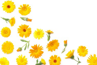 Beyaz arka planda izole edilmiş kadife çiçekleri. Calendula çiçeği. en üstteki görünüm