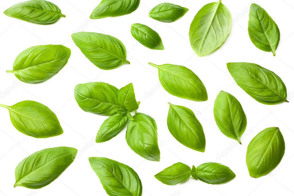basil leaves isolated on a white background. top view