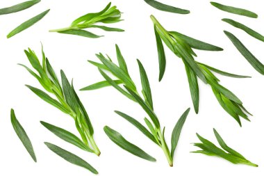 Tarhun yaprakları beyaz arkaplanda yalıtılmış. Artemisia dracunculus. en üstteki görünüm