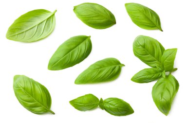 basil leaves isolated on a white background. top view clipart
