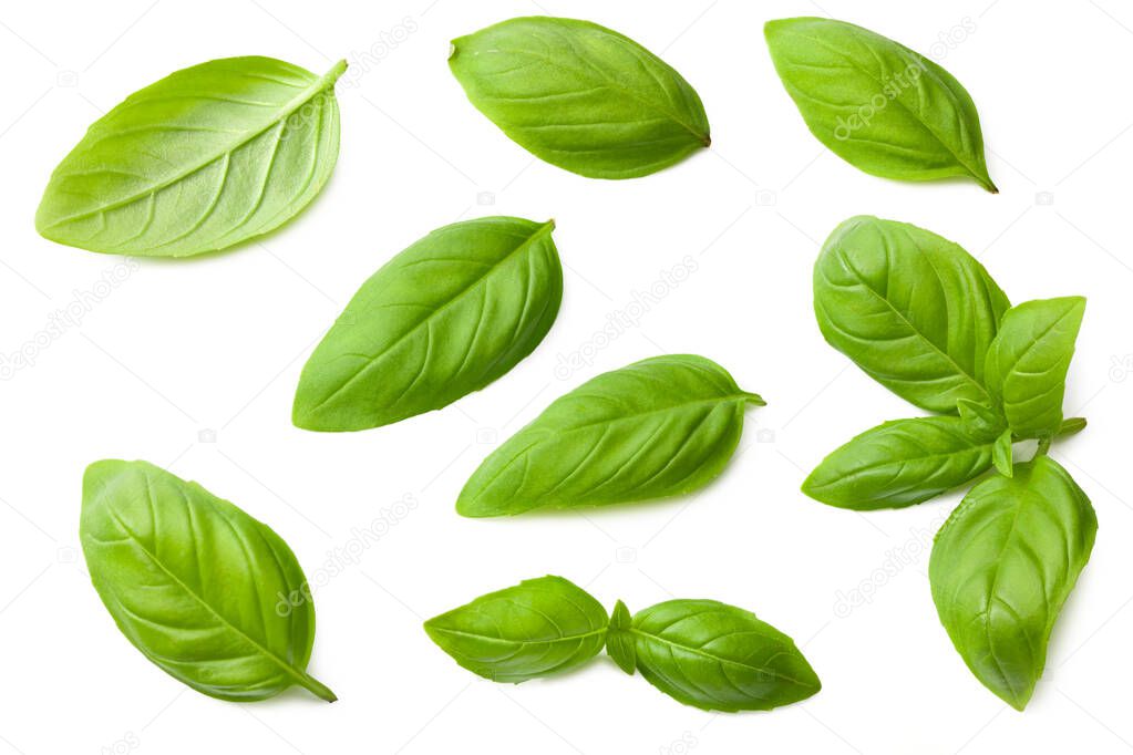 basil leaves isolated on a white background. top view