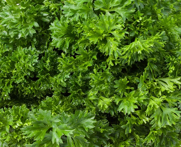 緑の新鮮なパセリの背景 緑の新鮮なパセリの食感 — ストック写真