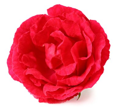 Kırmızı gül beyaz arka planda izole edilmiş. tam alan derinliği