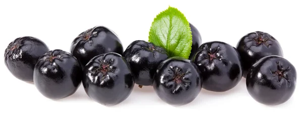 Chokeberry Con Hojas Verdes Aisladas Sobre Fondo Blanco Aronia Negra —  Fotos de Stock