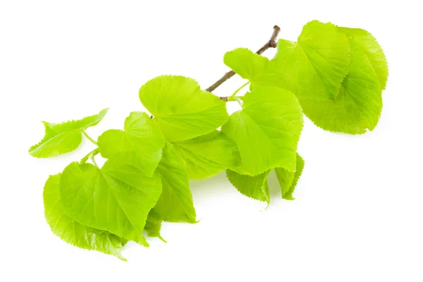 Linden Blätter Isoliert Auf Weißem Hintergrund — Stockfoto