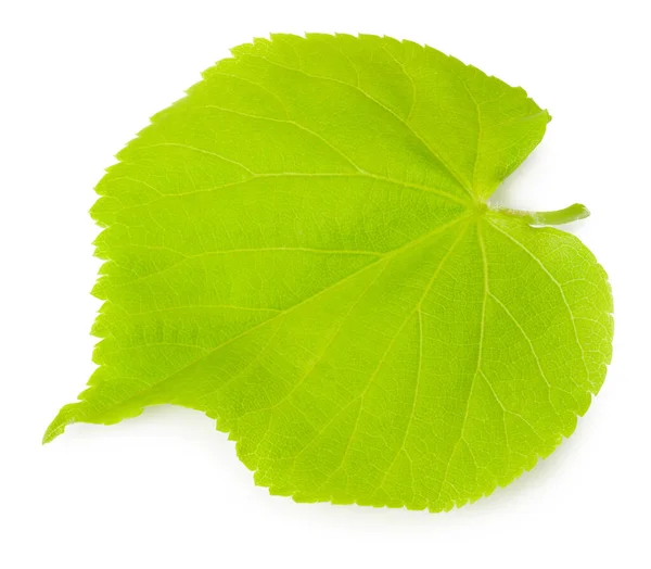 Feuilles Tilleul Isolées Sur Fond Blanc — Photo