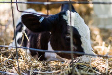 Baby Cows at a Dairy Farm in Central Pennsylvania           /