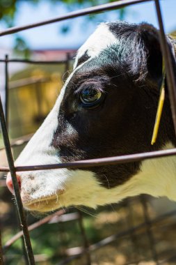 Baby Cows at a Dairy Farm in Central Pennsylvania           /