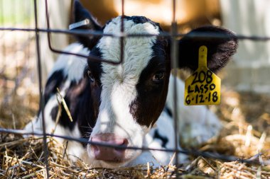 Baby Cows at a Dairy Farm in Central Pennsylvania           /