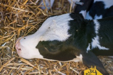 Baby Cows at a Dairy Farm in Central Pennsylvania           /