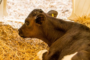 Baby Cows at a Dairy Farm in Central Pennsylvania           /