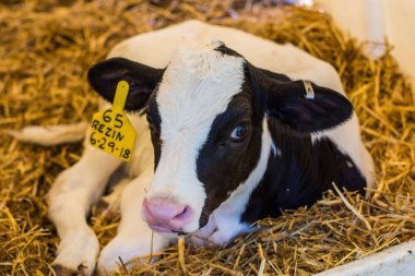 Baby Cows at a Dairy Farm in Central Pennsylvania           /