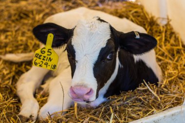 Baby Cows at a Dairy Farm in Central Pennsylvania           /