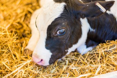 Baby Cows at a Dairy Farm in Central Pennsylvania           /