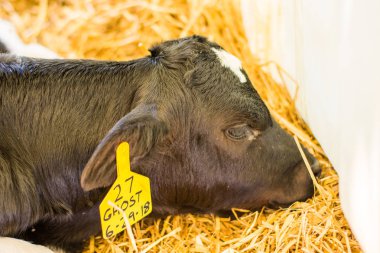 Baby Cows at a Dairy Farm in Central Pennsylvania           /