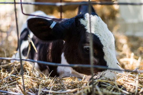 Baby Cows at a Dairy Farm in Central Pennsylvania           /