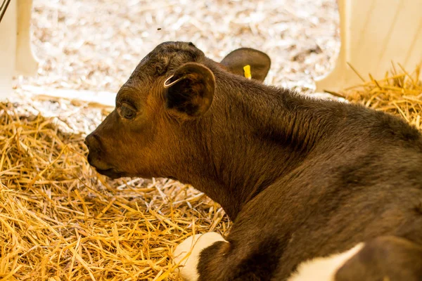 Baby Cows at a Dairy Farm in Central Pennsylvania           /