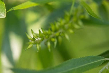 Sazan Balık yüzme Gölü Redman Loganville, Pennsylvania..