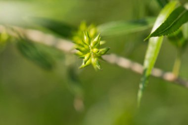 Sazan Balık yüzme Gölü Redman Loganville, Pennsylvania..