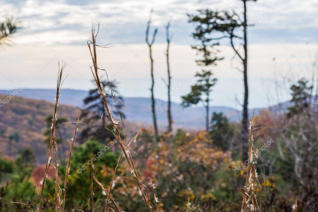 The Mountain Trees of Michaux State Forest in Pennsylvania in Fall...