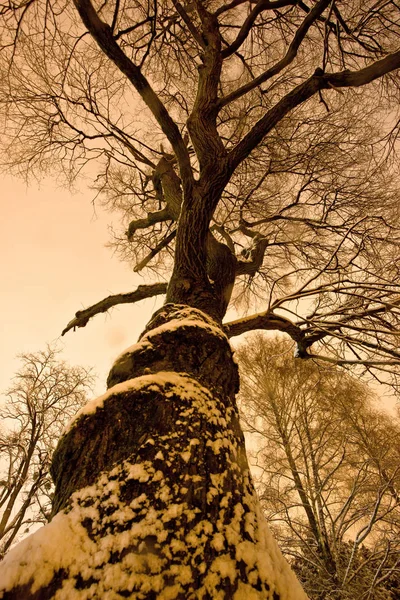 Árbol Nocturno Invierno Con Vista Nieve Paisaje Natural Invierno — Foto de Stock