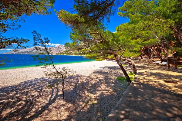 Uitzicht Het Idyllische Turquoise Strand Naaldboom Makarska Riviera Kroatië Dalmatië — Stockfoto