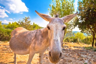 Dalmaçya Adası eşek doğada vahşi, Hırvatistan hayvan