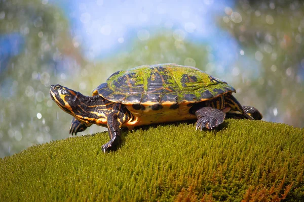 Tortuga deslizante de vientre amarillo en vista de ambiente natural —  Fotos de Stock