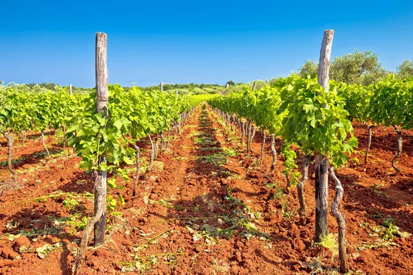 Röd smuts istrien vingård och grönt landskap utsikt — Stockfoto