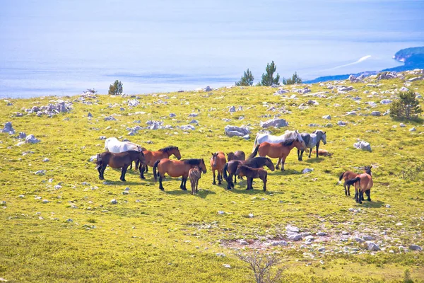 Velebit Dağ Manzaralı Vahşi Atlar Hırvatistan Tepe Bölgesi — Stok fotoğraf