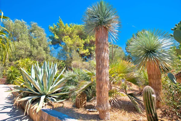 Palmizana Pakleni Otoci Islands Mediterranean Botanical Garden View Hvar Archipelago — Stock Photo, Image