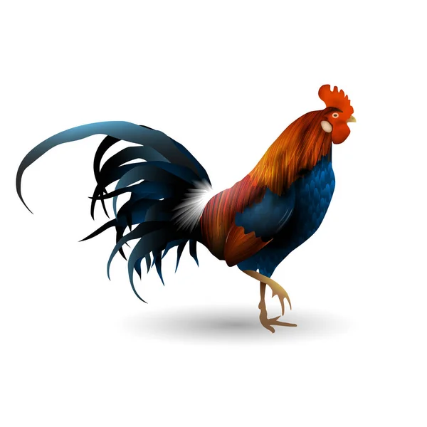 Rooster geïsoleerd. Realistische stijl — Stockvector