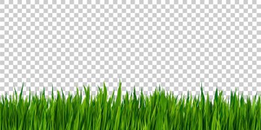 Yeşil çimen sınırı şeffaf arka planda, çimen alanında izole edilmiş. Meadow çerçeve vektör deseni. Bahar, yaz bitkisi çimenleri