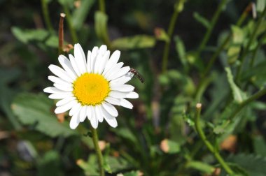 Meydanda papatyalar - Belo Horizonte - Brezilya