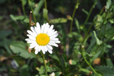 Meydanda papatyalar - Belo Horizonte - Brezilya