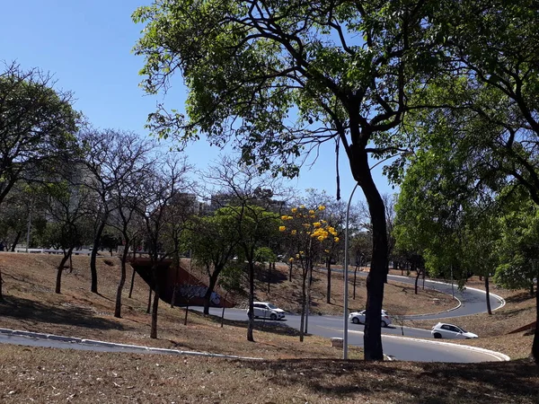 Plantas Del Brasil Brasilia Brasil — Foto de Stock