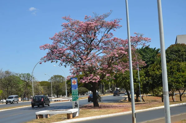 Plantas Brasil Brasília Brasil — Fotografia de Stock
