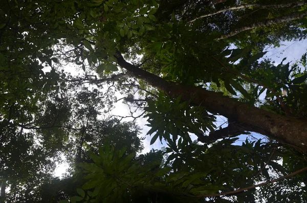 Környezetvédelmi Terület Nemzeti Park Brasilia Brazília — Stock Fotó