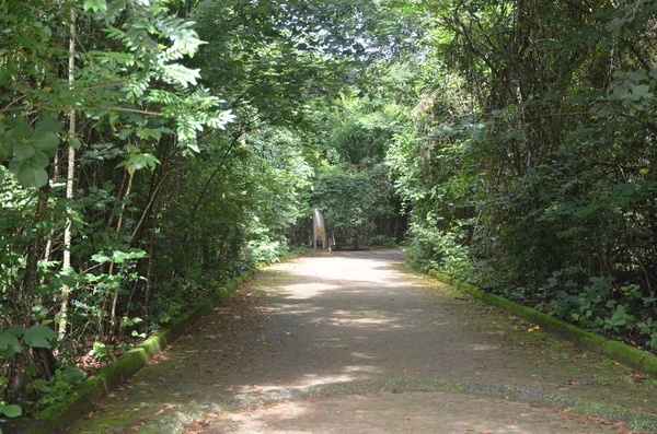 Környezetvédelmi Terület Nemzeti Park Brasilia Brazília — Stock Fotó