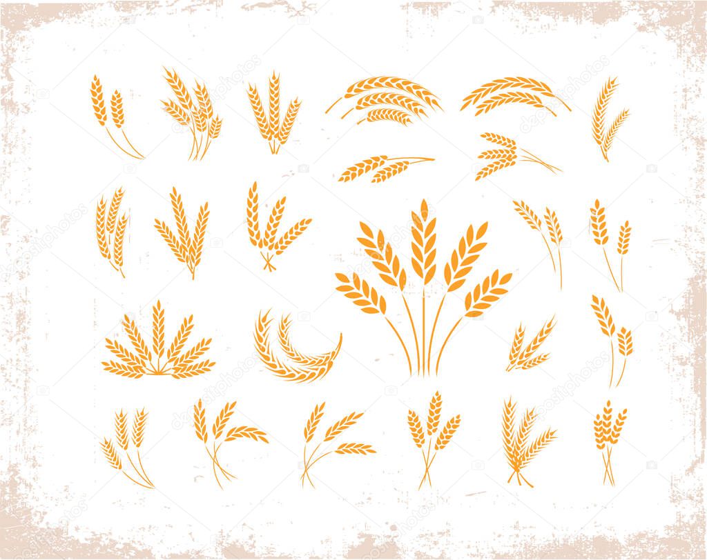 Set of wheat ears object and design elements